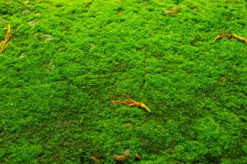 Close up green moss texture, background. Green texture