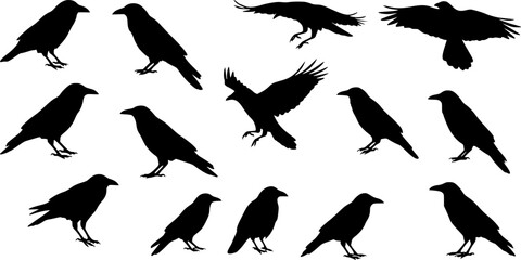Vector, isolated black silhouette bird, crow collection
