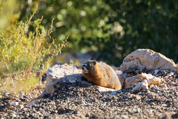 Marmot sitting in rocks in the sun