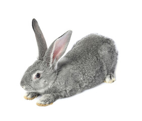 Fluffy grey rabbit on white background. Cute pet