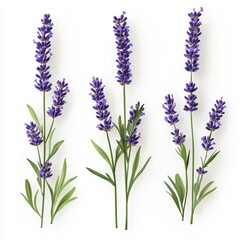 Naklejka premium Lavender Flowers on White Background