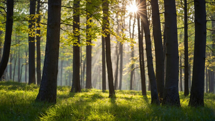Golden sunlight streams through the trees, illuminating the forest floor with lush green grass.