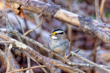 The white-crowned sparrow (Zonotrichia leucophrys), bird native to North America.