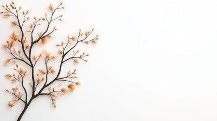 Elegant floral branch arrangement on white background nature still life minimalist style