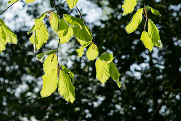 Close up of beautiful lime green fresh new growth leaves of Beech tree Fagus Sylvatica highlighted by warm spring sunshine with dew droplets and fine hairs