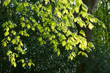 Beautiful lime green fresh new growth leaves of Beech tree Fagus Sylvatica highlighted by warm spring sunshine in a dark forest