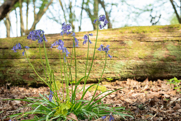 Clump of English common bluebell Hyacinthoides non-scripta bathed in spring sunlight in a woodland with fallen tree trunk