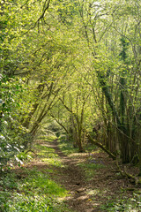 Small winding woodland walking trail with Hyacinthoides non-scripta common english bluebell tree canopy archway springtime foliage