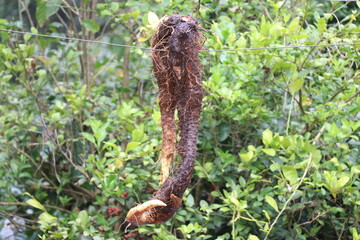 Edible tuberous vegetable freshly harvested from ground on a natural background. Unknown root that is consumed on rural parts