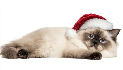 Cat in Santa Hat Relaxing