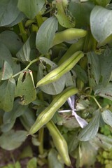 Fototapeta premium Fava bean cultivation. This highly nutritious vegetable is sown in autumn and blooms the following spring. It can be harvested in early summer, about one month after flowering. 