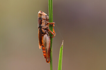 Grasshopper died while clinging to a blade of grass in the forest.