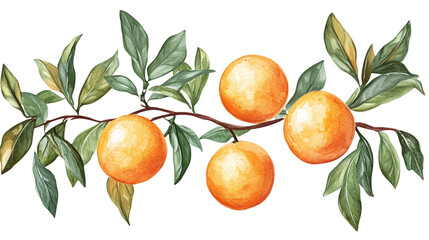 Ripe orange fruit on a green leaves branch isolated, featuring fresh, organic citrus, ideal for healthy food, tropical fruit, and botanical designs.