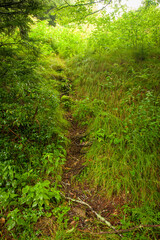 Obraz premium Shinning Rock Wilderness Area, Pisgah National Forest