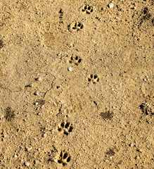 Small Paw Prints In The Drying Mud In Joshua Tree