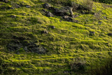 Soft Evening Light Falls Across Grassy Cliff On Santa Cruz Island