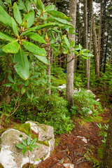 Shinning Rock Wilderness Area, Pisgah National Forest