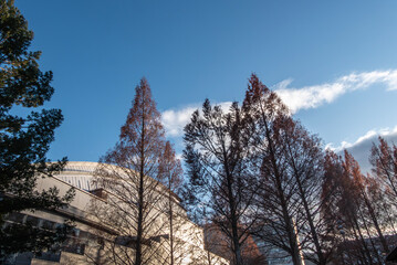冬の琵琶湖畔の公園　大きなメタセコイアのシルエット　滋賀県大津市