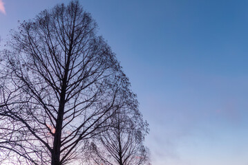 冬の琵琶湖畔の公園　大きなメタセコイアのシルエット　滋賀県大津市