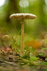 Mushrooms, Cosby Creek, Great Smoky Mountains National Park