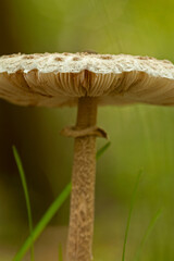 Mushrooms, Cosby Creek, Great Smoky Mountains National Park