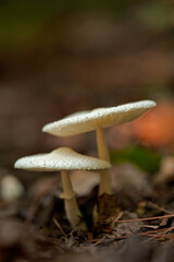 Mushrooms, Cosby Creek, Great Smoky Mountains National Park