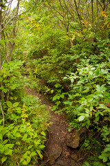 Fototapeta premium Trail, Shinning Rock Wilderness Area, Pisgah National Forest