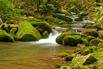 Fototapeta premium Cosby Creek, Great Smoky Mountains National Park