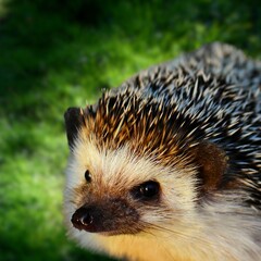 European Hedgehog (Erinaceus europaeus) in Natural Habitat – Common Hedgehog Wildlife Photography