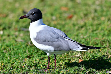 black headed seagull on the grass