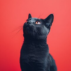 A sleek black cat gazing upward with curious orange eyes