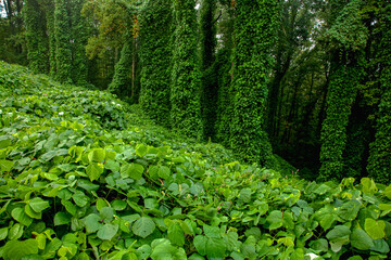 Kudzu at Fort Dickerson Park