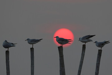Seagulls perch on a dry wooden pole during the sunset.
