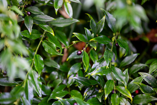 A sweet-smelling sweet box plant (Sarcococca confusa) along a trail in a wildlife sanctuary.
