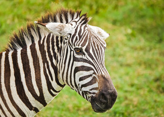 Fototapeta premium African zebra. Striped Horse in African savannas.