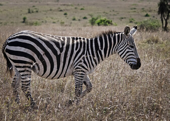 African zebra. Striped Horse in African savannas.
