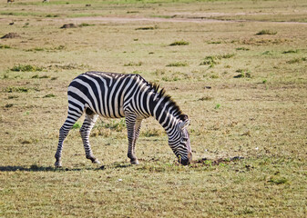 African zebra. Striped Horse in African savannas.