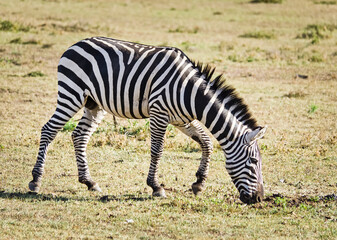 African zebra. Striped Horse in African savannas.