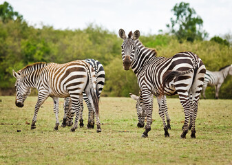 African zebra. Striped Horse in African savannas.