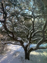  A sprawling oak tree stands gracefully under a blanket of snow, its twisting branches outlined in white against a crisp blue sky. The rare snowfall in Baton Rouge transforms the landscape into a sere