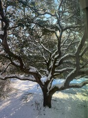A sprawling oak tree stands gracefully under a blanket of snow, its twisting branches outlined in white against a crisp blue sky. The rare snowfall in Baton Rouge transforms the landscape