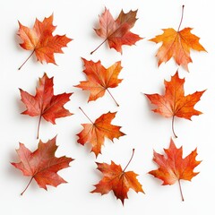 Fototapeta premium Autumn Leaves Artfully Arranged on White Background