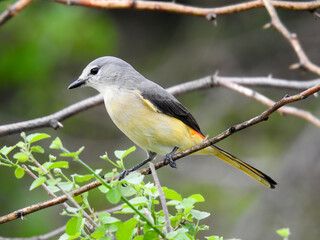 Fototapeta premium A close-up of a small minivet resting on a branch.