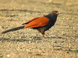 Close-up shot of a Greater coucal (Centropus sinensis) on a sandy-colored ground.