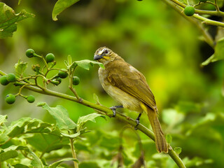 Close-up of a young, light brownish-yellow bird, its bulbul species, perched on a branch amongst lush green foliage.