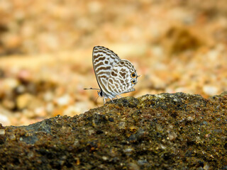 Close-up of a zebra blue butterfly perched on a rock.