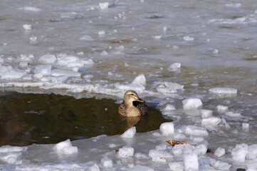ducks in winter