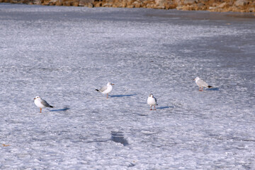 seagulls in the snow