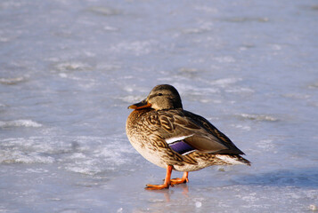 duck in the snow