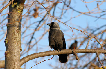 jackdaw on a branch

